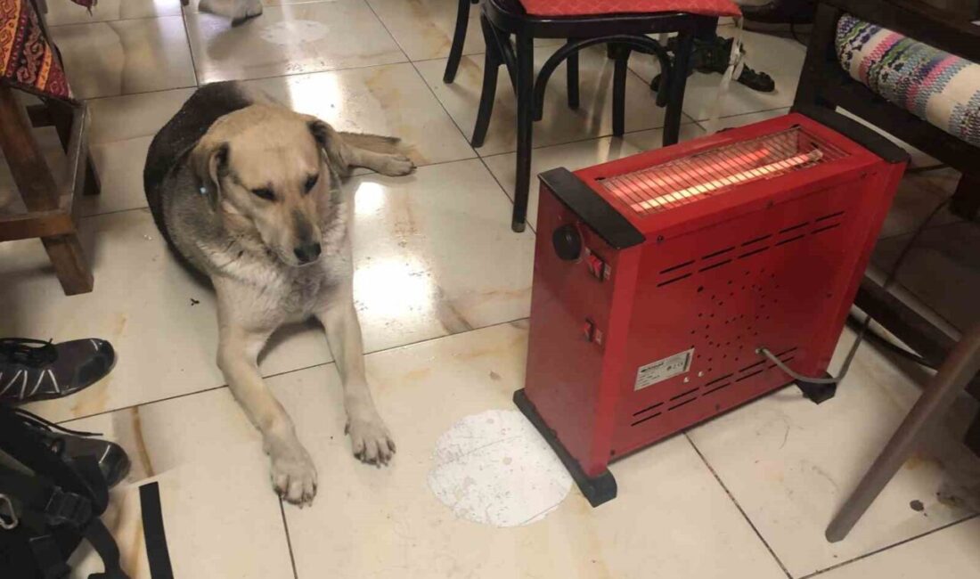 Eskişehir’de etkili olan kar yağışı sırasında ıslanan bir sokak köpeği,