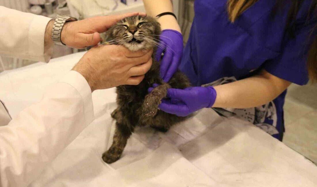 Eskişehir’de sol ön ayağına paket lastiği dolanan kedi hayvanseverlerce götürüldüğü