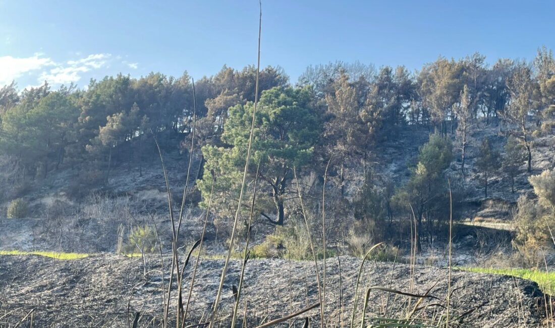 MUĞLA (AA) – Muğla'nın Seydikemer ilçesinde tarım arazisinde çıkan ve