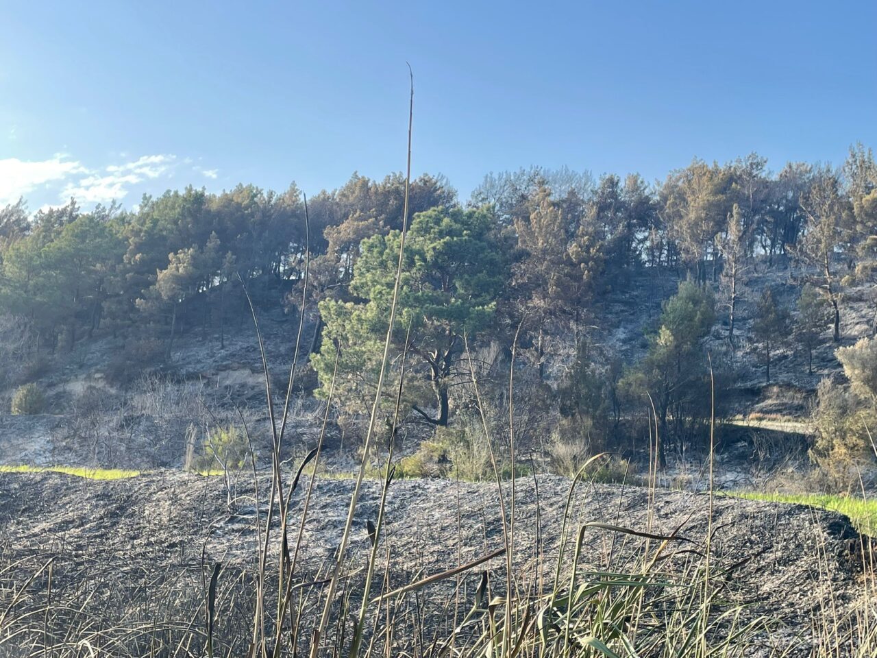 MUĞLA (AA) – Muğla'nın Seydikemer ilçesinde tarım arazisinde çıkan ve