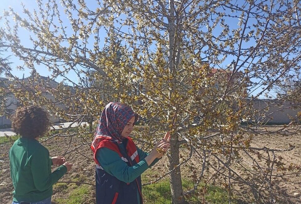 Afyonkarahisar’da yaşanan zirai don olayı, tarım alanlarında büyük hasara yol