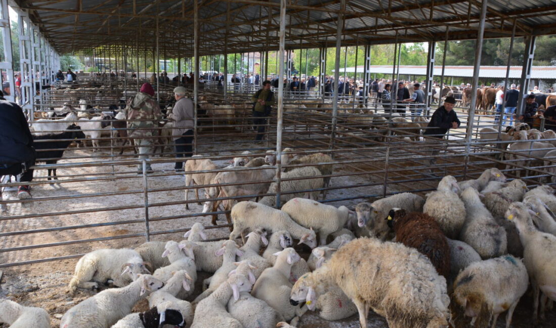 UŞAK (AA) – Uşak'ın Banaz ilçesinde cumartesi günleri kurulan ve