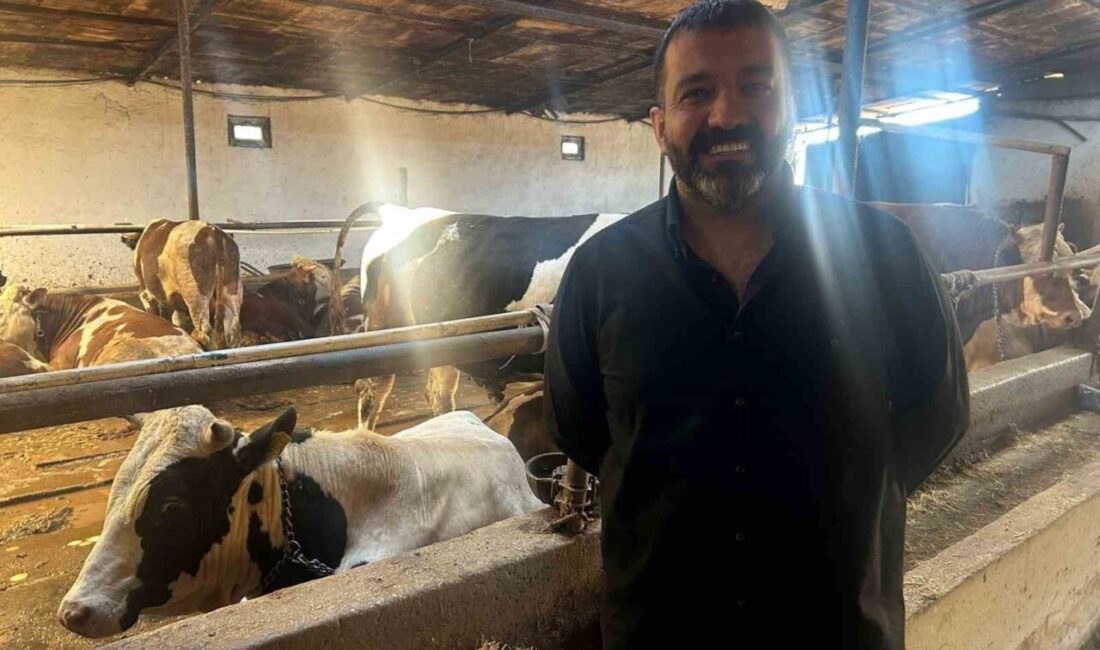 Eskişehir’de büyükbaş hayvan üreticisi Baran Türkmen, Kurban Bayramı’na sayılı günler