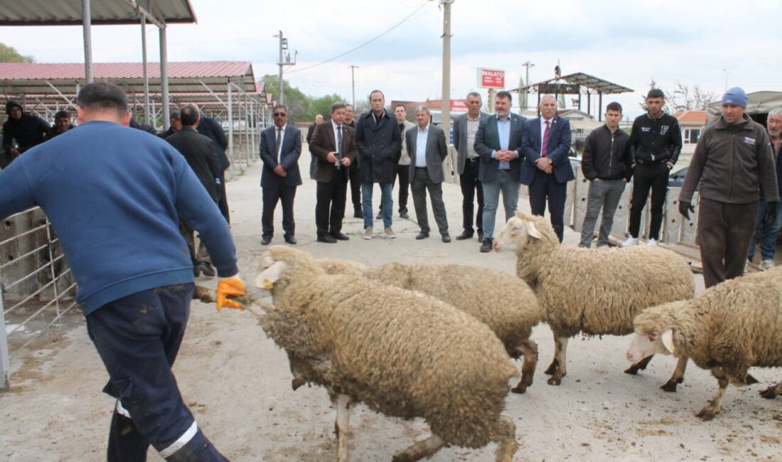 AFYONKARAHİSAR (AA) – Çay ilçesinde "Sürdürebilir Koyun" projesi kapsamında üreticilere