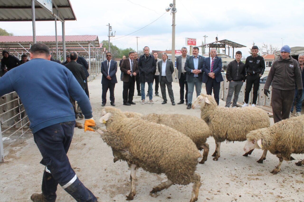 AFYONKARAHİSAR (AA) – Çay ilçesinde "Sürdürebilir Koyun" projesi kapsamında üreticilere