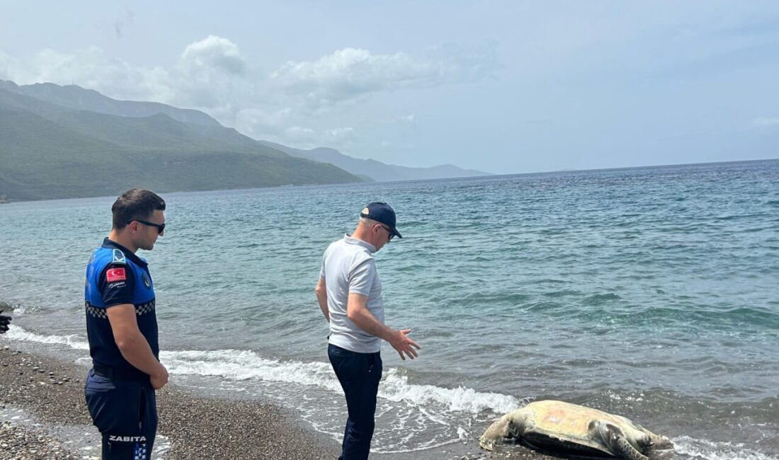 MUĞLA (AA) – Datça ilçesi sahilinde, ölü caretta caretta bulundu.