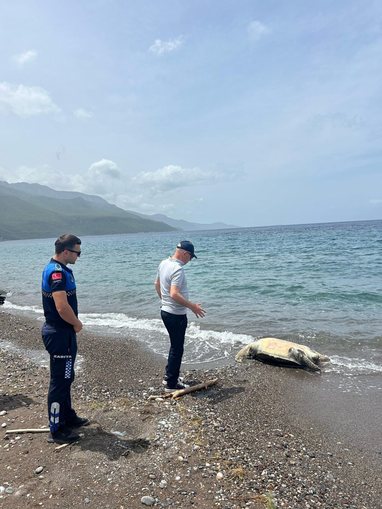 MUĞLA (AA) – Datça ilçesi sahilinde, ölü caretta caretta bulundu.