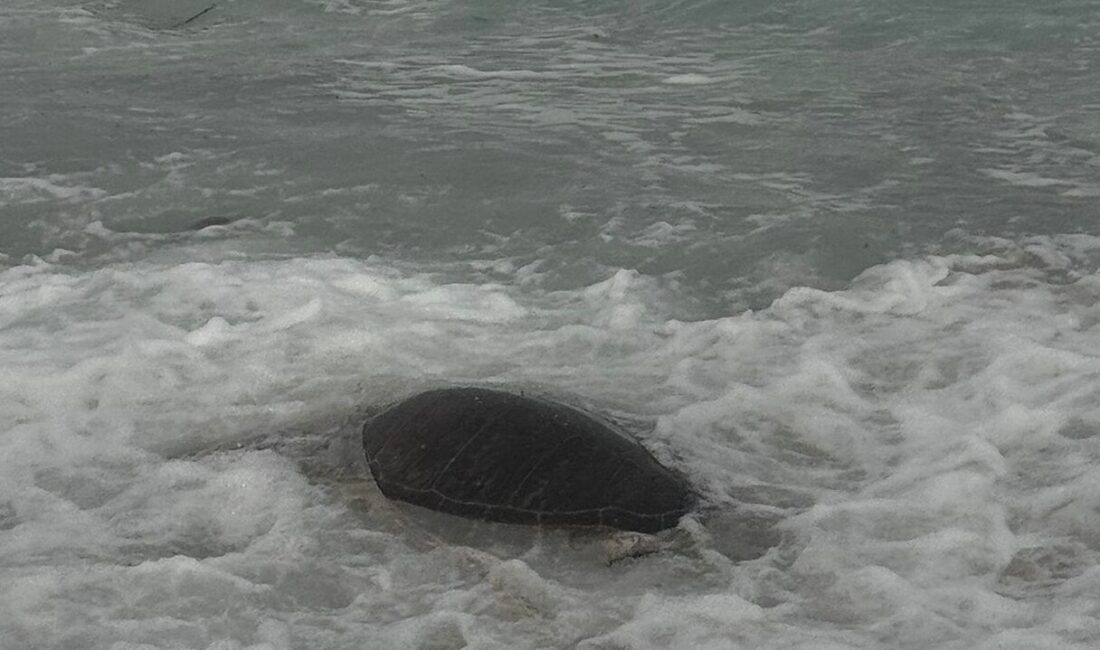 MUĞLA (AA) – Muğla'nın Datça ilçesi sahilinde, ölü caretta caretta