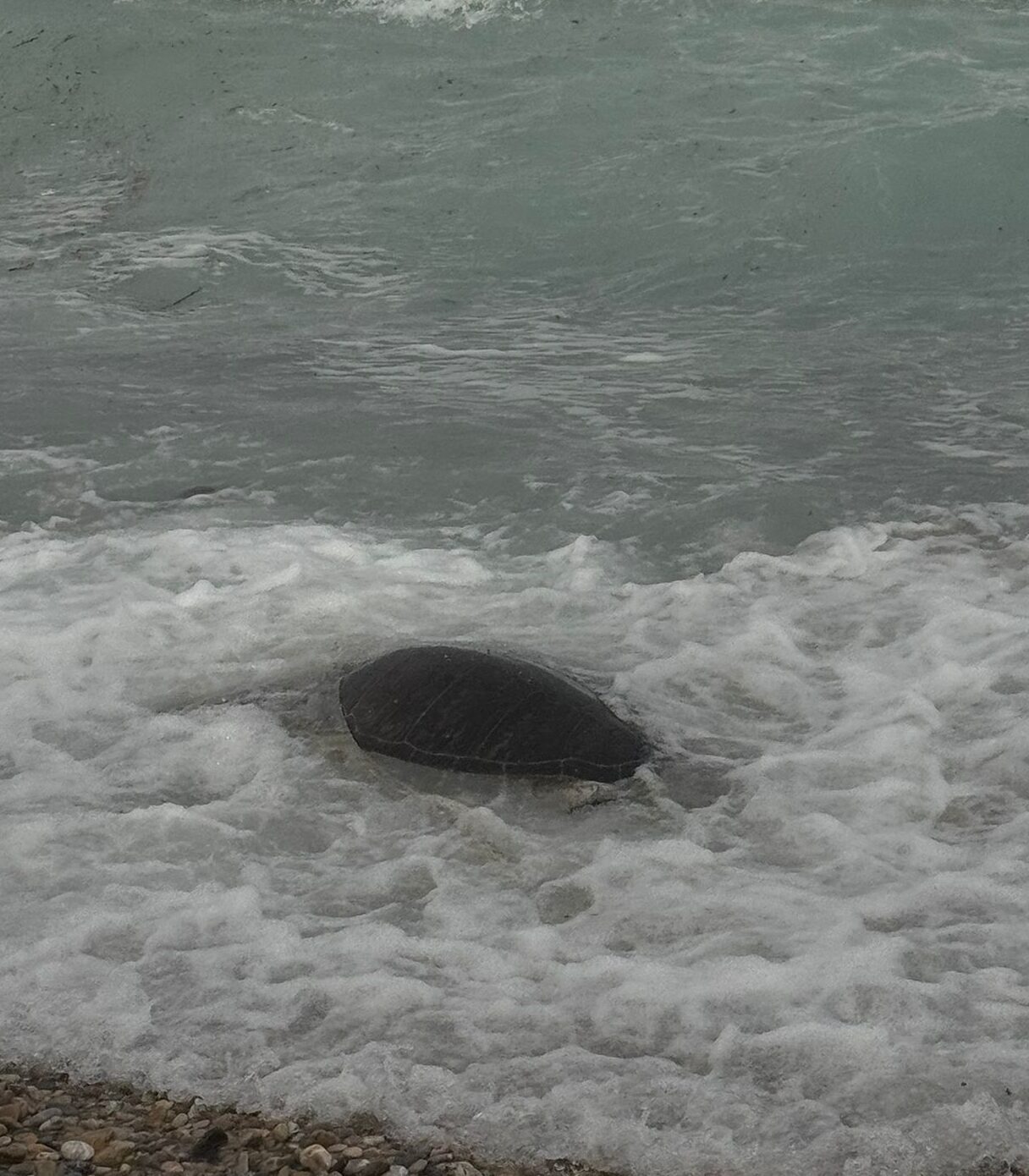 MUĞLA (AA) – Muğla'nın Datça ilçesi sahilinde, ölü caretta caretta