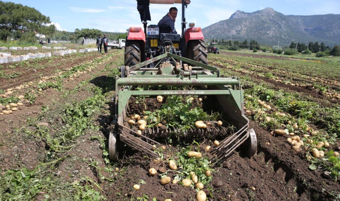 MUĞLA (AA) – Muğla'nın Datça ilçesinde turfanda patates üretimi yapılan