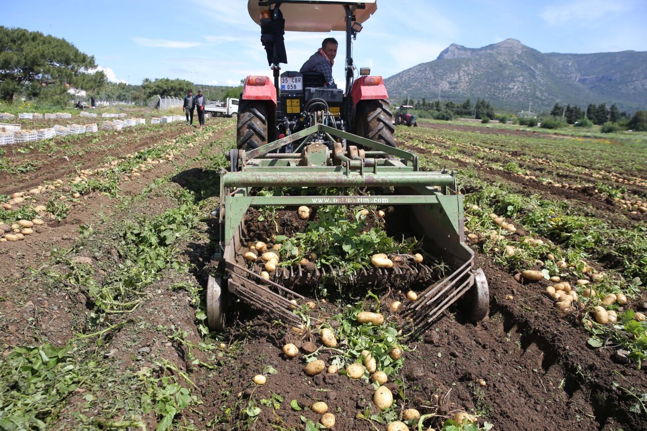 MUĞLA (AA) – Muğla'nın Datça ilçesinde turfanda patates üretimi yapılan