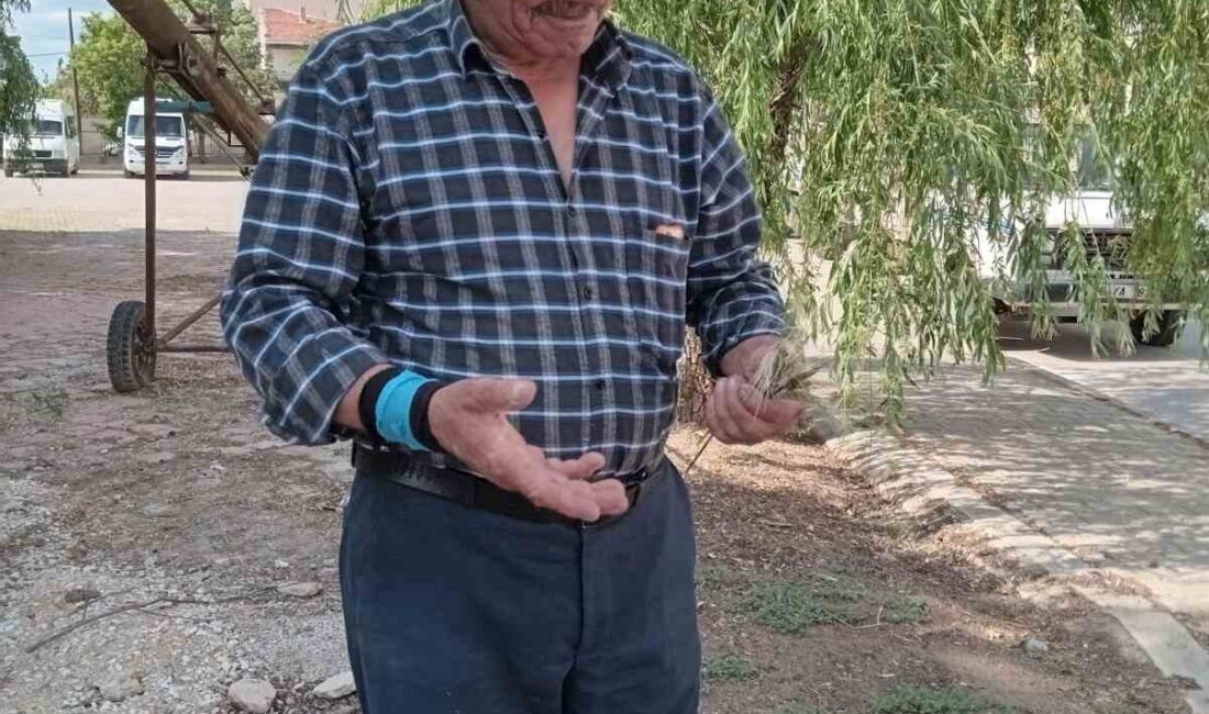 Eskişehir’in Mihalıççık ilçesindeki bazı mahallelerde zirai don nedeniyle buğday ve