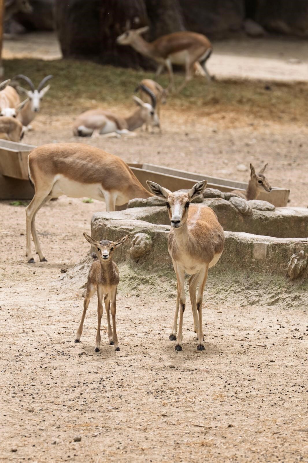 İZMİR (AA) – İzmir Doğal Yaşam Parkı'nda ilkbaharda zebra, lemur