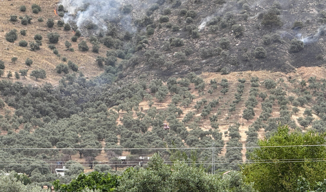 İZMİR (AA) – İzmir'in Bayındır ilçesinde zeytinlik alanda çıkan yangın
