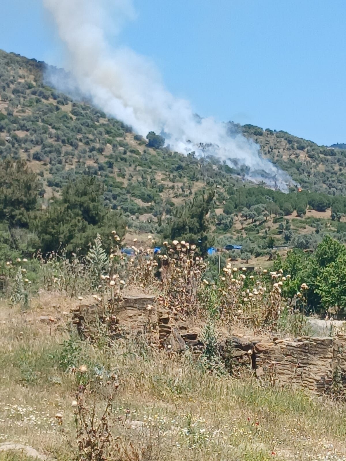 İZMİR (AA) – İzmir'in Bayındır ilçesinde, zeytinlik ve makilik alanda