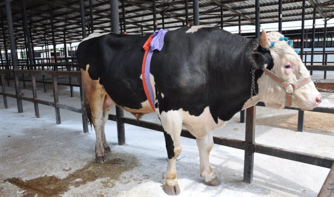 KÜTAHYA (AA) – Kütahya'da bir besicinin yaklaşık bin 200 kilogram