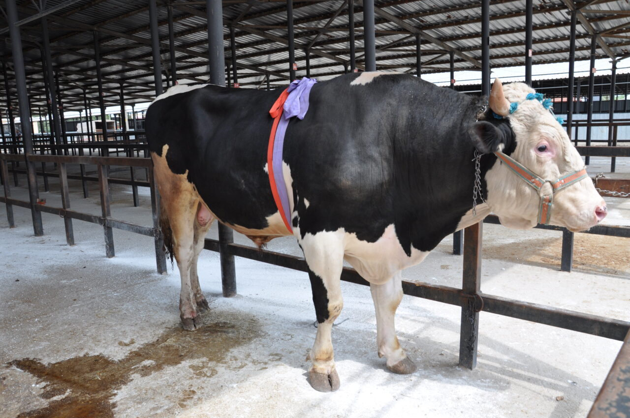 KÜTAHYA (AA) – Kütahya'da bir besicinin yaklaşık bin 200 kilogram