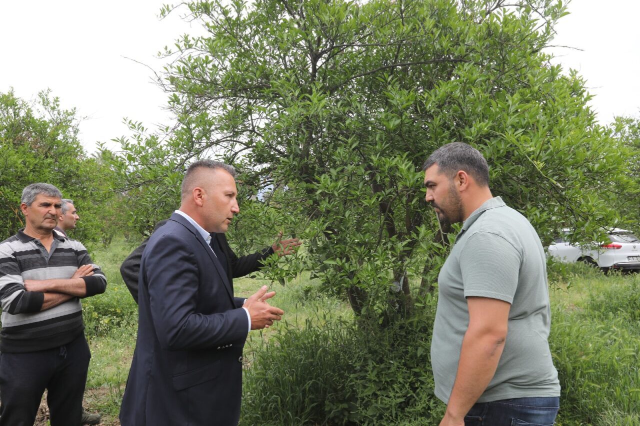 MUĞLA (AA) – Muğla Büyükşehir Belediyesi, zirai dondan etkilenen üreticilere
