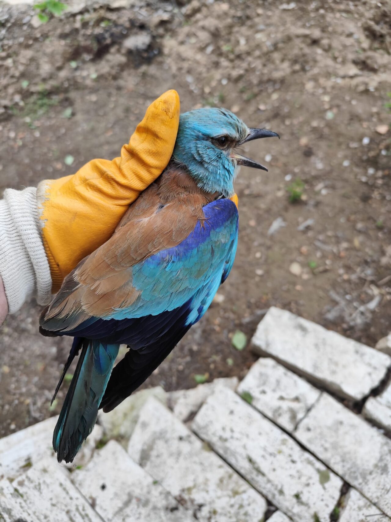 DENİZLİ (AA) – Sırbistan'da halkalanan gökkuzgunu, Denizli'nin Çal ilçesinde yaralı