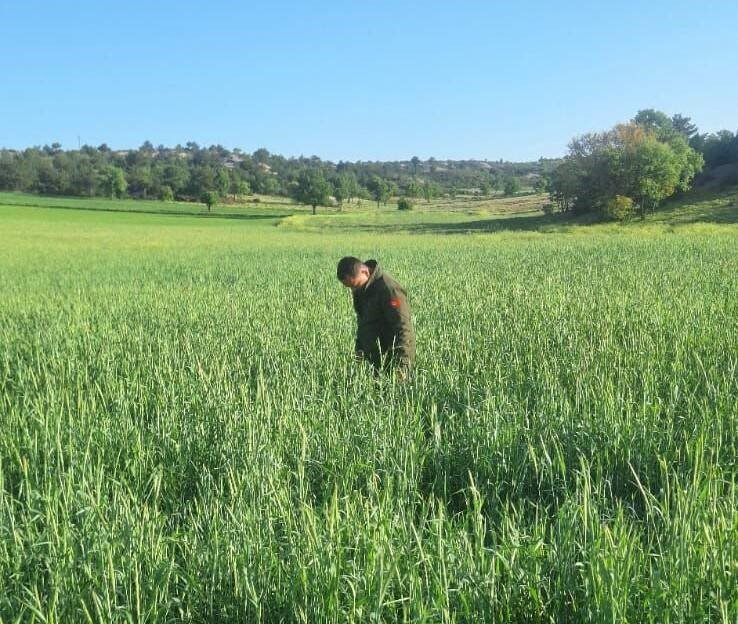 Afyonkarahisar’da buğday ekili alanlarda verim kaybına neden olan süne zararlısına
