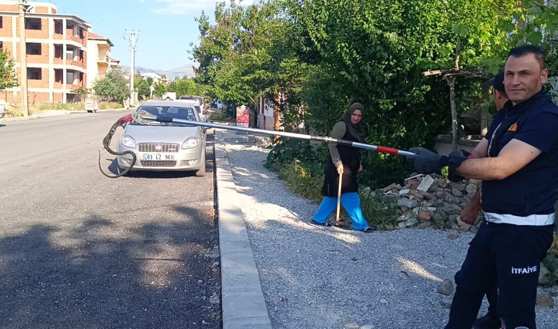 AFYONKARAHİSAR (AA) – Afyonkarahisar'ın Sandıklı ilçesinde apartmanın bahçesinde görülen yılan
