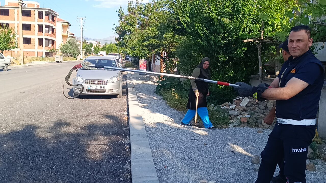 AFYONKARAHİSAR (AA) – Afyonkarahisar'ın Sandıklı ilçesinde apartmanın bahçesinde görülen yılan