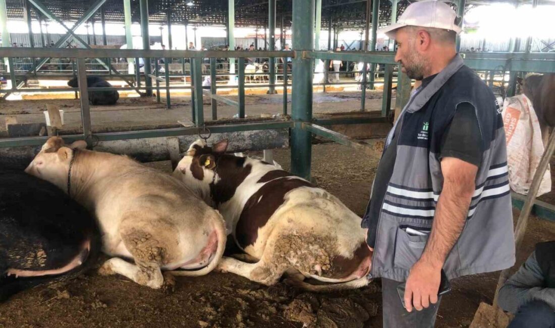 Eskişehir’de kurban satıcıları, büyükbaş hayvanların maliyetlerini çıkarmadığını belirtti. Kurbanlık alımını