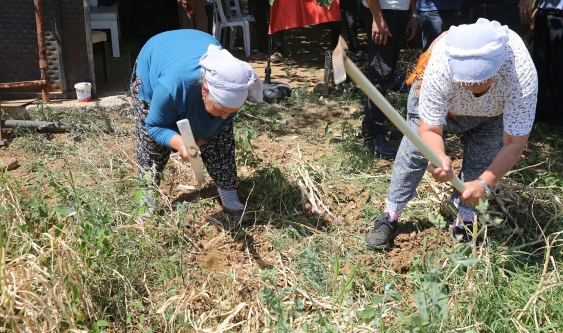 MUĞLA (AA) – Muğla'nın Ula ilçesinde coğrafi işaret tescilli sarımsağın