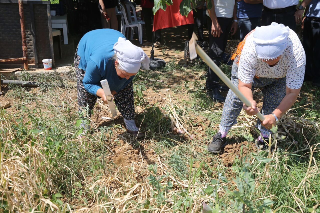 MUĞLA (AA) – Muğla'nın Ula ilçesinde coğrafi işaret tescilli sarımsağın