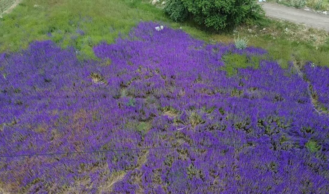 Afyonkarahisar’da mora bürünen hanımeli çiçeği tarlaları fotoğraf meraklılarının yeni gözdesi