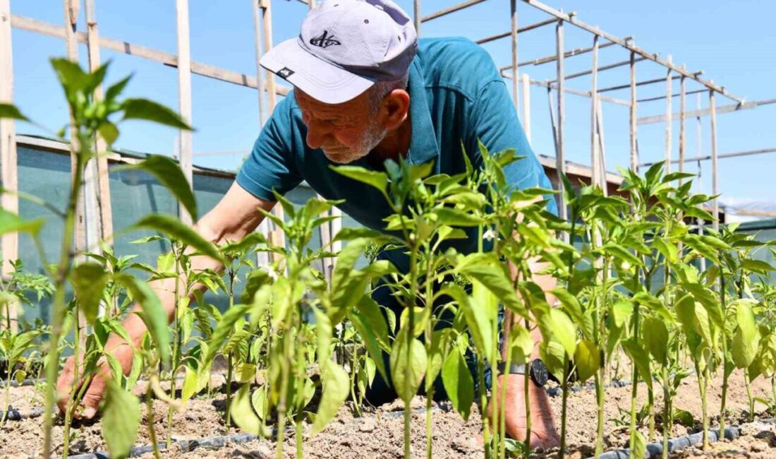 Tepebaşı Belediyesi’nin gönüllü bahçelerinde üretim yapan Cemalettin Kök, “Tepebaşı Belediye