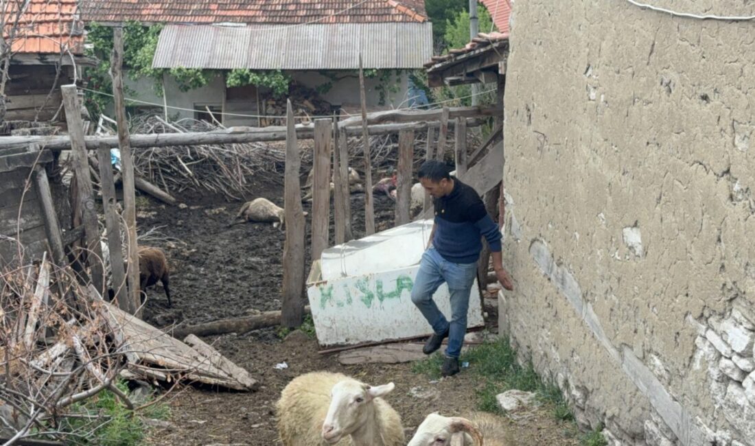 KÜTAHYA (AA) – Kütahya'nın Domaniç ilçesinde bir ağıla giren kurtlar,