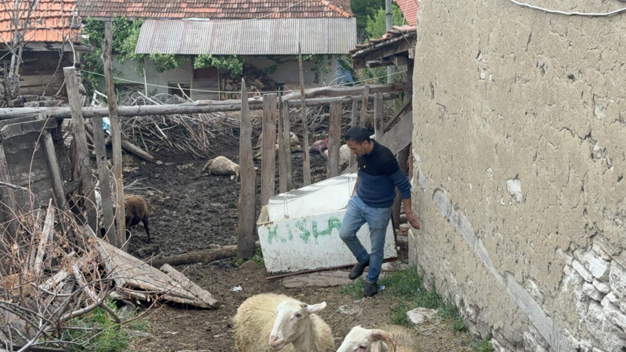 KÜTAHYA (AA) – Kütahya'nın Domaniç ilçesinde bir ağıla giren kurtlar,