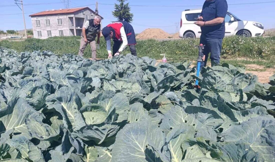 Afyonkarahisar’da lahana tarlalarında yaprak güvesi zararlısına rastlanıldığı bu yüzden lahana