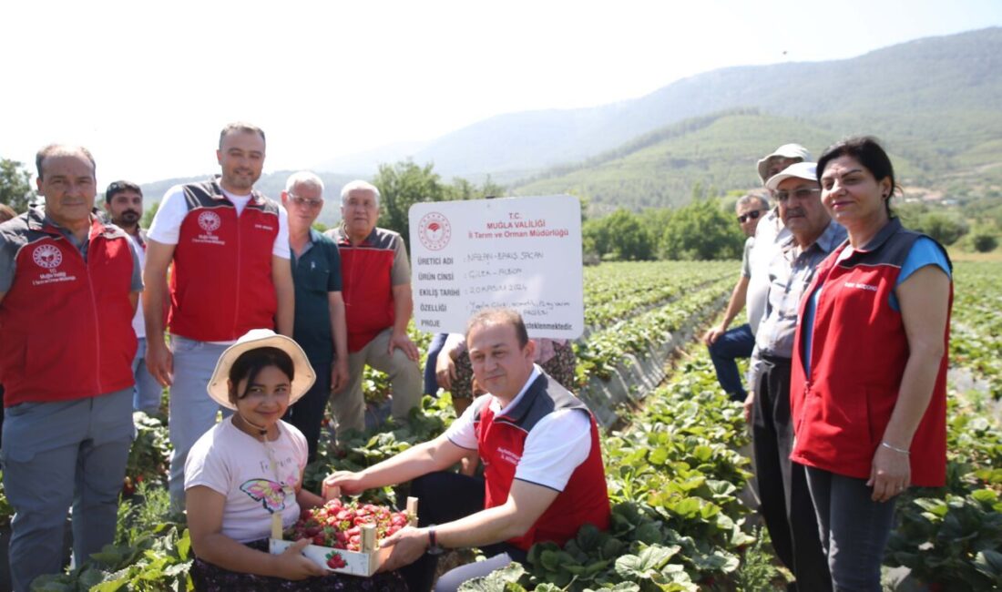 - İl Tarım ve Orman Müdürü Seyfettin Baydar:
- "Muğla Valiliğinin