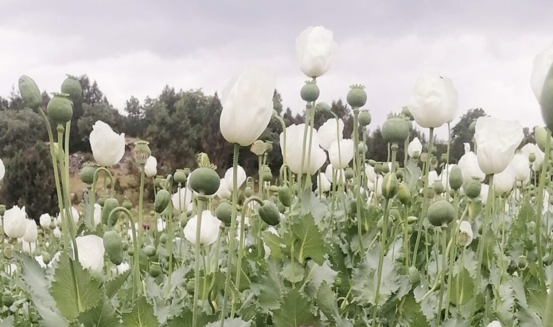 AFYONKARAHİSAR (AA) – Sandıklı ilçesinde ekili haşhaş tarlaları çiçek açtı.
