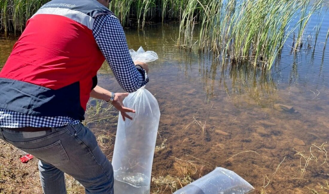 Aslanapa’da baraj ve göletlere 118 bin aynalı sazan yavrusu bırakıldı Kütahya’nın Aslanapa ilçesinde Tarım ve Orman Bakanlığının Su Kaynaklarının Balıklandırılması