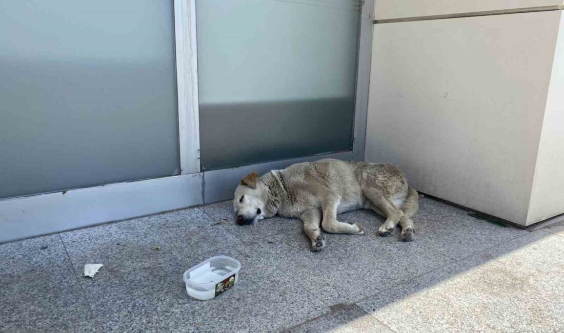 Eskişehir’de artan hava sıcaklığıyla birlikte sokak köpekleri ağaç dipleri ve