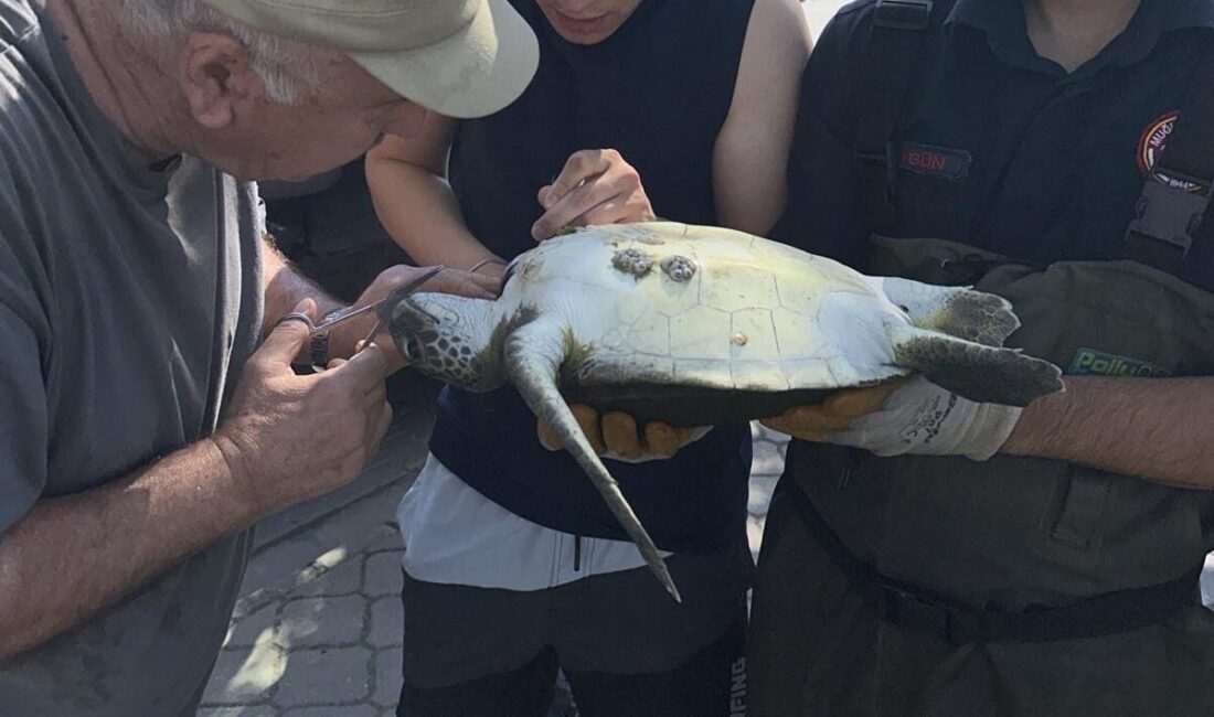 MUĞLA (AA) – Muğla'nın Fethiye ilçesinde kanalda misinaya dolanan caretta