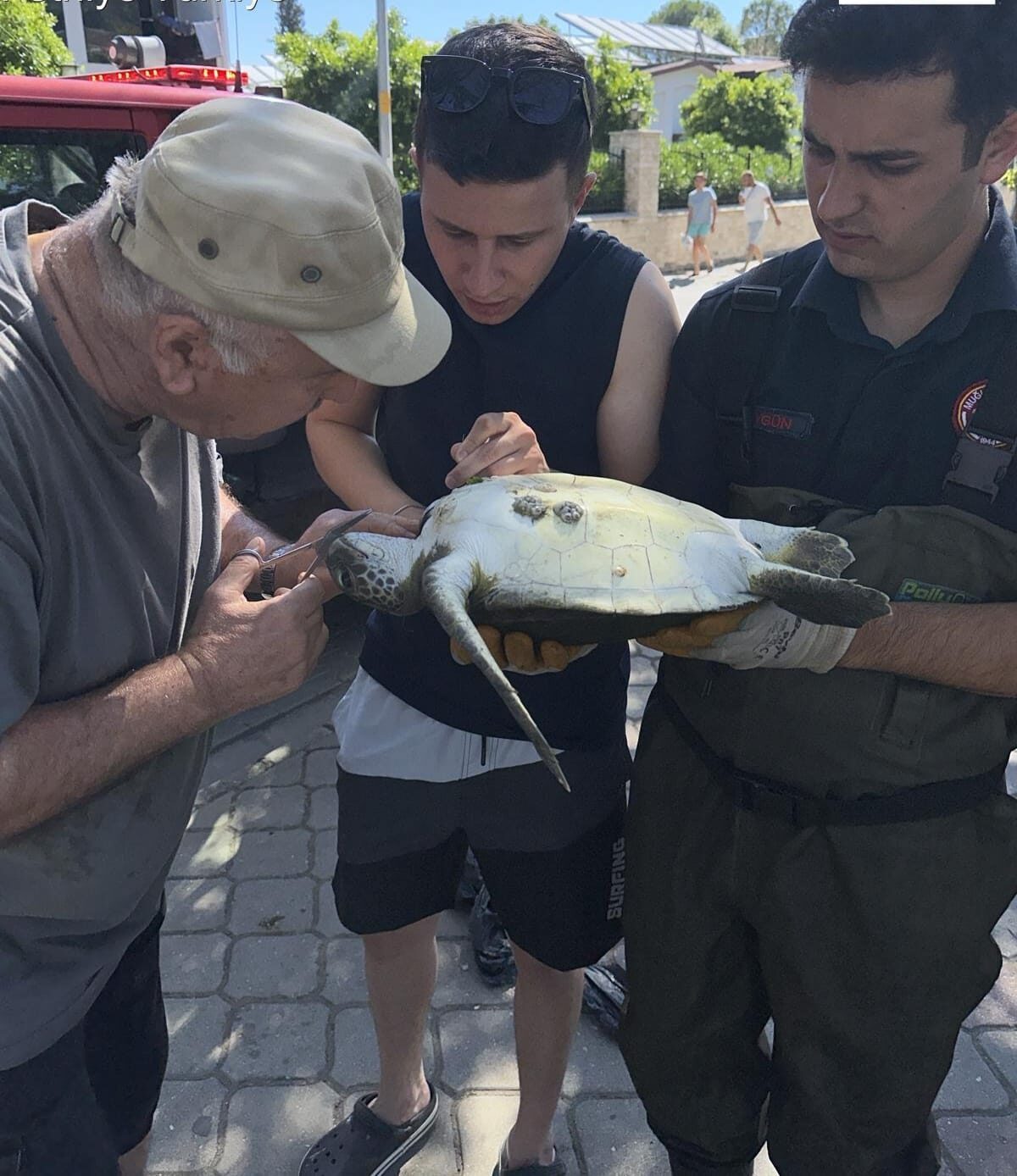 MUĞLA (AA) – Muğla'nın Fethiye ilçesinde kanalda misinaya dolanan caretta