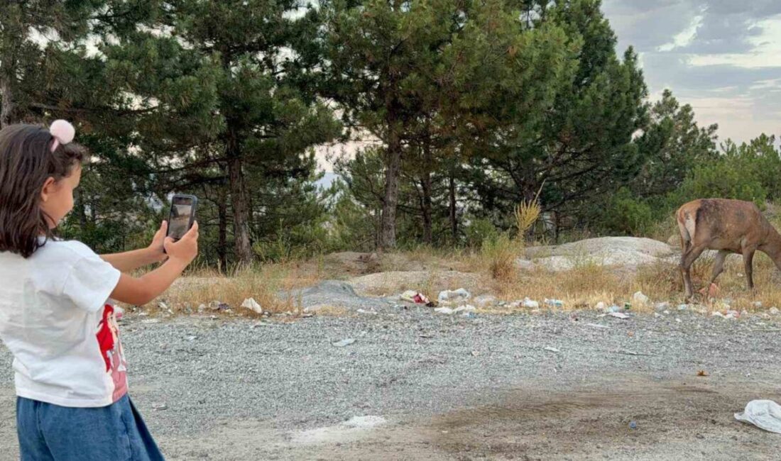 Afyonkarahisar’da karayolu kenarında geyik görenler hayretler içinde kalırken, haberlere konu