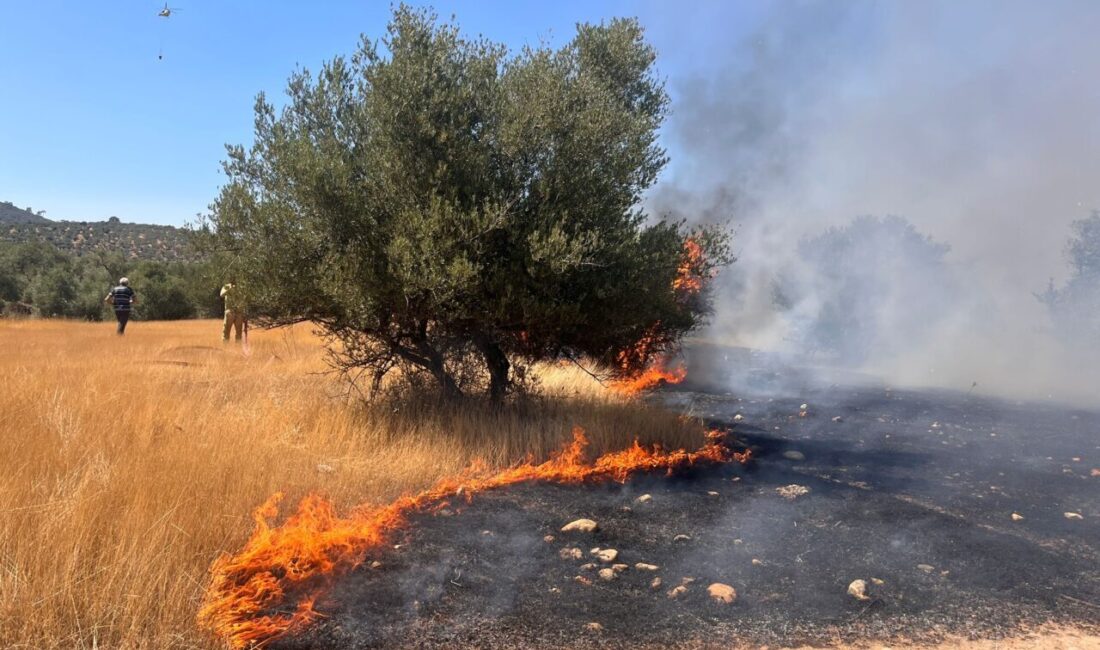MUĞLA (AA) – Muğla'nın Milas ilçesinde ormanlık alanda çıkan yangını