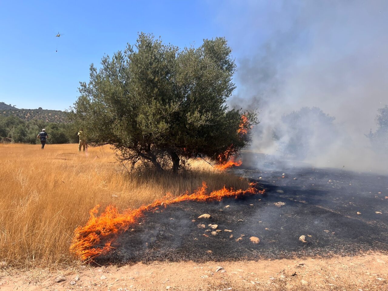 MUĞLA (AA) – Muğla'nın Milas ilçesinde ormanlık alanda çıkan yangını