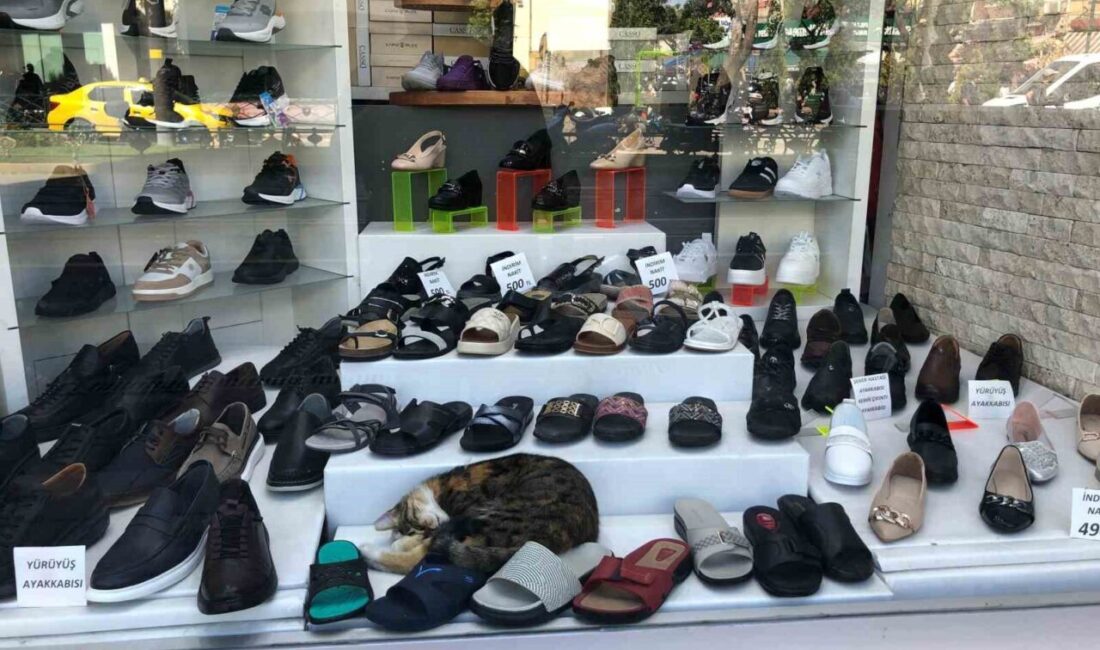 Eskişehir’de sıcaktan bunalarak serinlemek için çevrede bulunan ayakkabı dükkanının vitrinine
