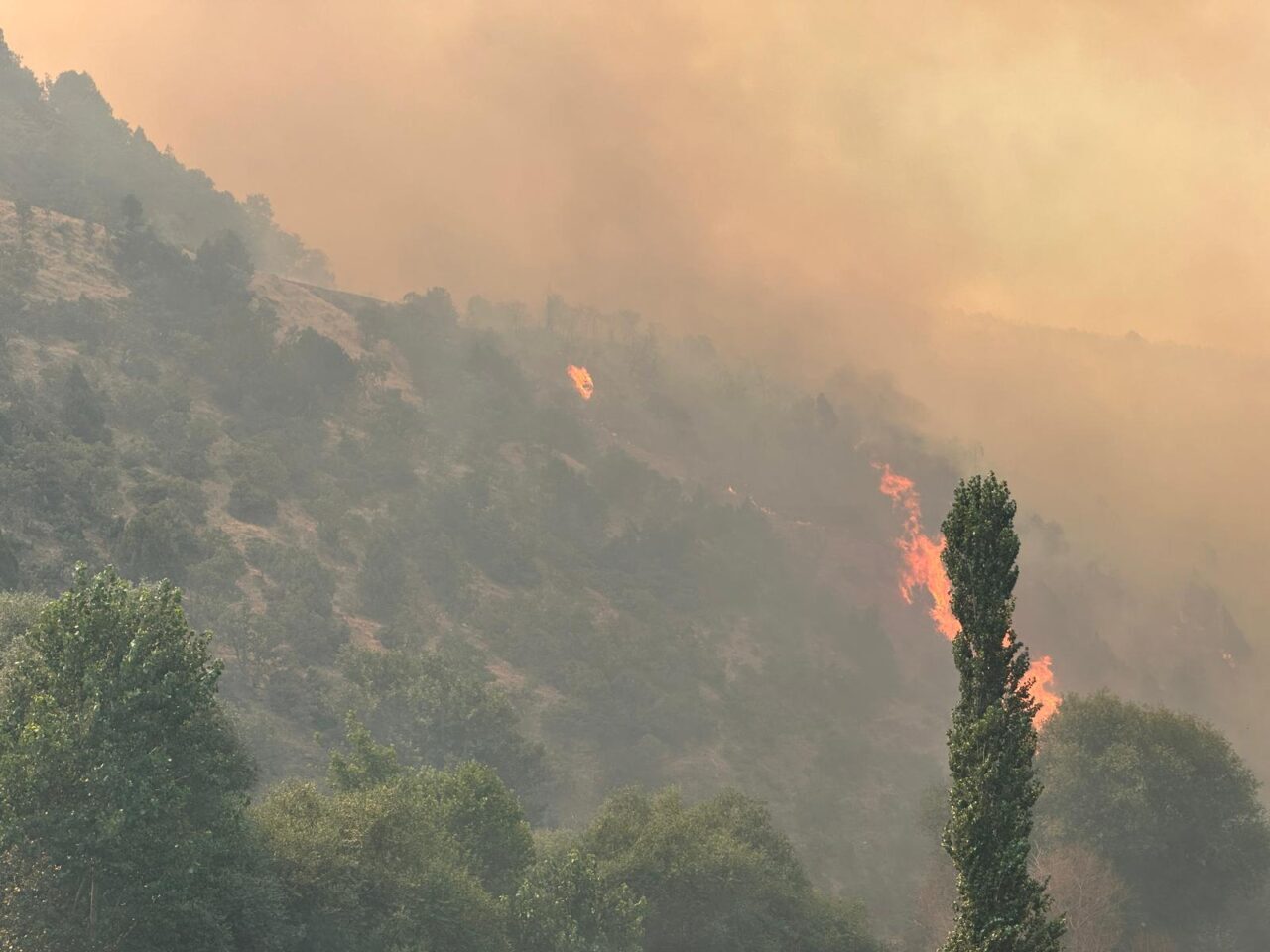 UŞAK (AA) – Uşak'ın Sivaslı ilçesinde meşelik alanda başlayan yangına
