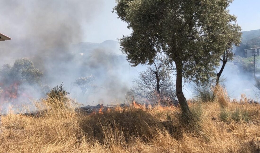 MUĞLA (AA) – Muğla'nın Bodrum ilçesinde zeytinlik ve otluk alanda