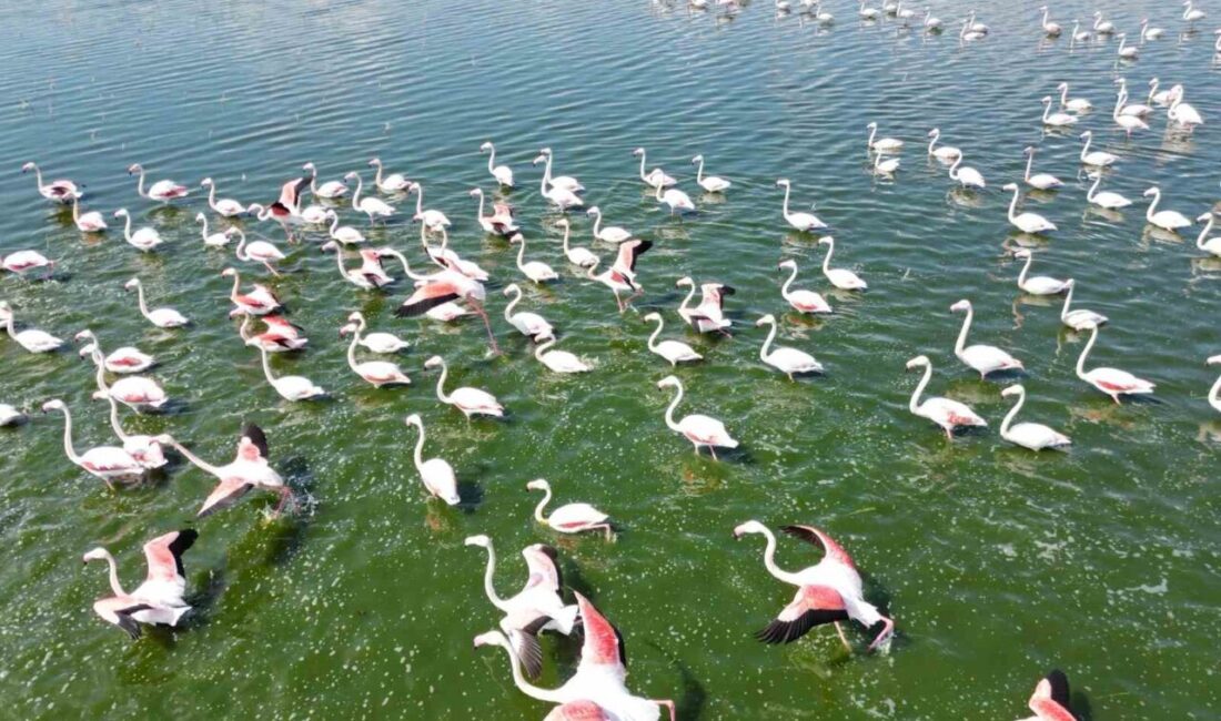 Afyonkarahisar’da bir gölde flamingo sürüsü görüntülenirken nadir görünen bu hayvanlar
