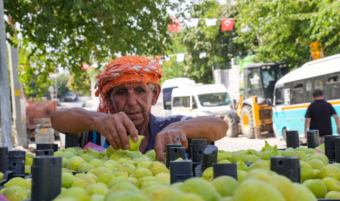 - Torbalı ilçesine bağlı Çapak Mahallesi'nde yetiştirilen Bardakçık inciri, uzun
