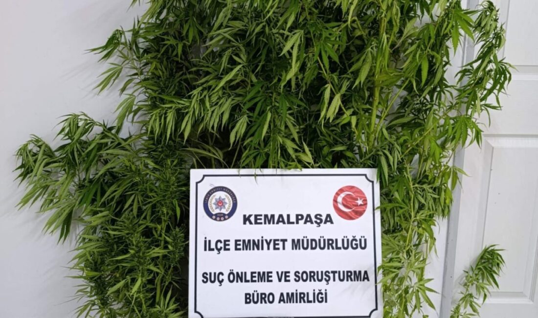 İZMİR (AA) – İzmir'in Kemalpaşa ilçesinde evinin bahçesinde Hint keneviri