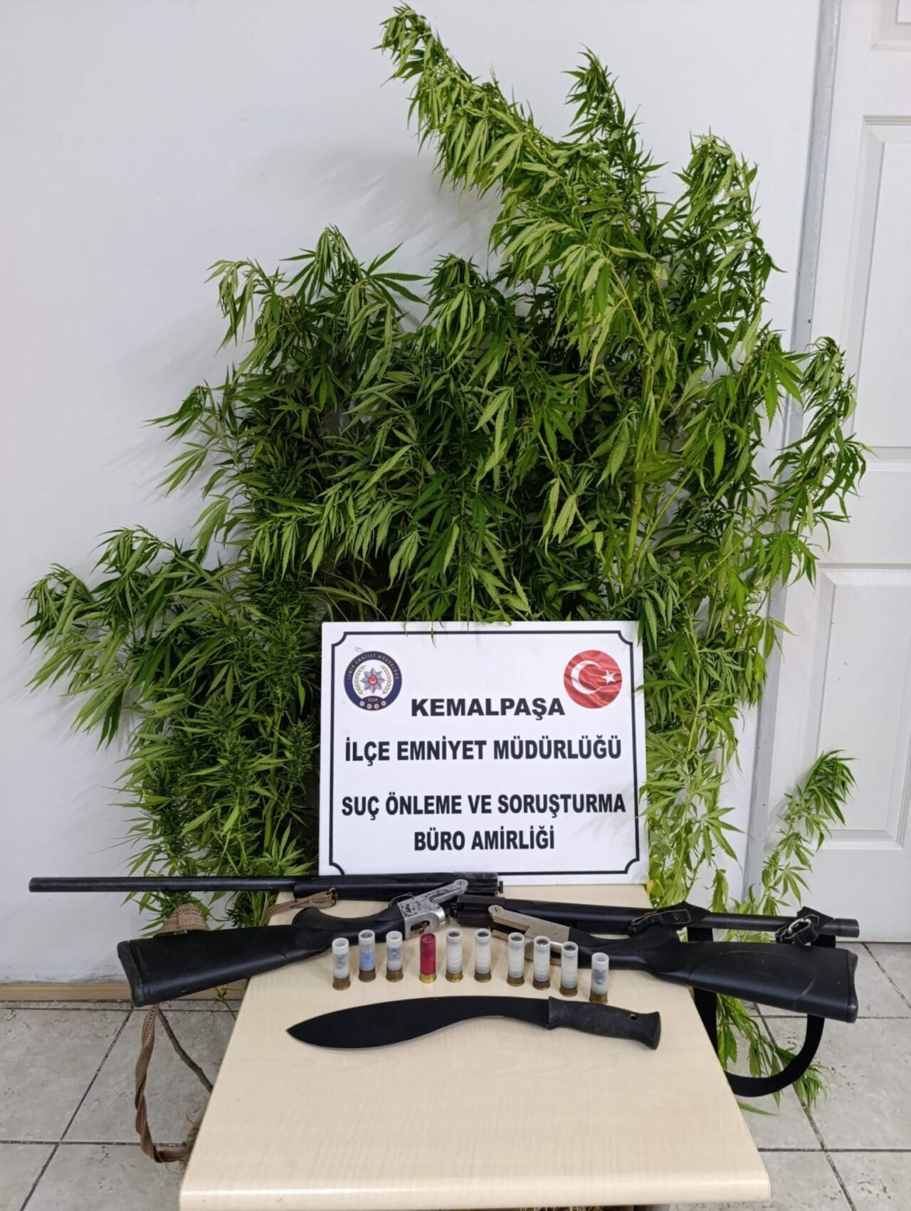 İZMİR (AA) – İzmir'in Kemalpaşa ilçesinde evinin bahçesinde Hint keneviri